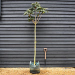 Aesculus hippocastanum | Horse Chestnut - Girth 8-10cm - Height 230-250cm - 45lt