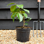 Camellia japonica 'R.L. Wheeler ' - Height 25-30cm - Bushy - 3lt