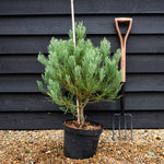 Sequoiadendron giganteum | Giant redwood - Height - 60-80cm - 10lt
