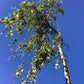 Betula pendula Youngii | Young’s Weeping Birch - 450-500cm, 150lt