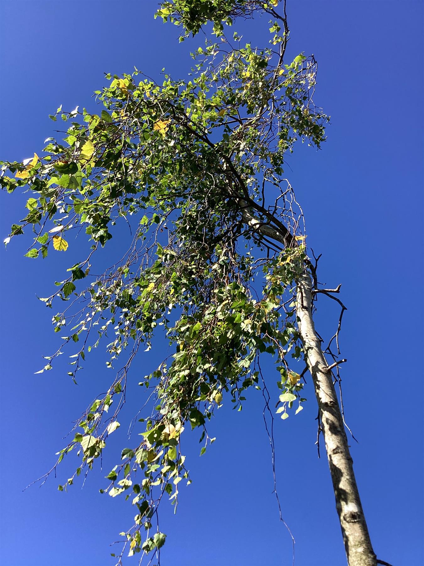 Betula pendula Youngii | Young’s Weeping Birch - 450-500cm, 150lt