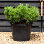 Pinus densiflora 'Jane Kluis' - Height 40-50cm - Width 60-80cm - 45lt