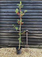 Ilex Aquifolium J.C. Van Tol | Holly 'J.C. van Tol' - 140-160, 10lt
