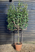 Photinia x fraseri Red Robin - Pleached/Espalier (100-120cm) - Clear Stem - Half Standard - Girth 10-12 cm - 55lt