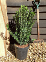 Euonymus japonicus 'Green Spire' - Height 50-80cm - 10lt