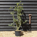 Enkianthus 'Pagoda' | Pagoda Bush - 120-160cm, 20lt