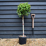 Viburnum Tinus Eve Price | Laurustinus 'Eve Price' - Single Stem - Height 110cm - 15lt