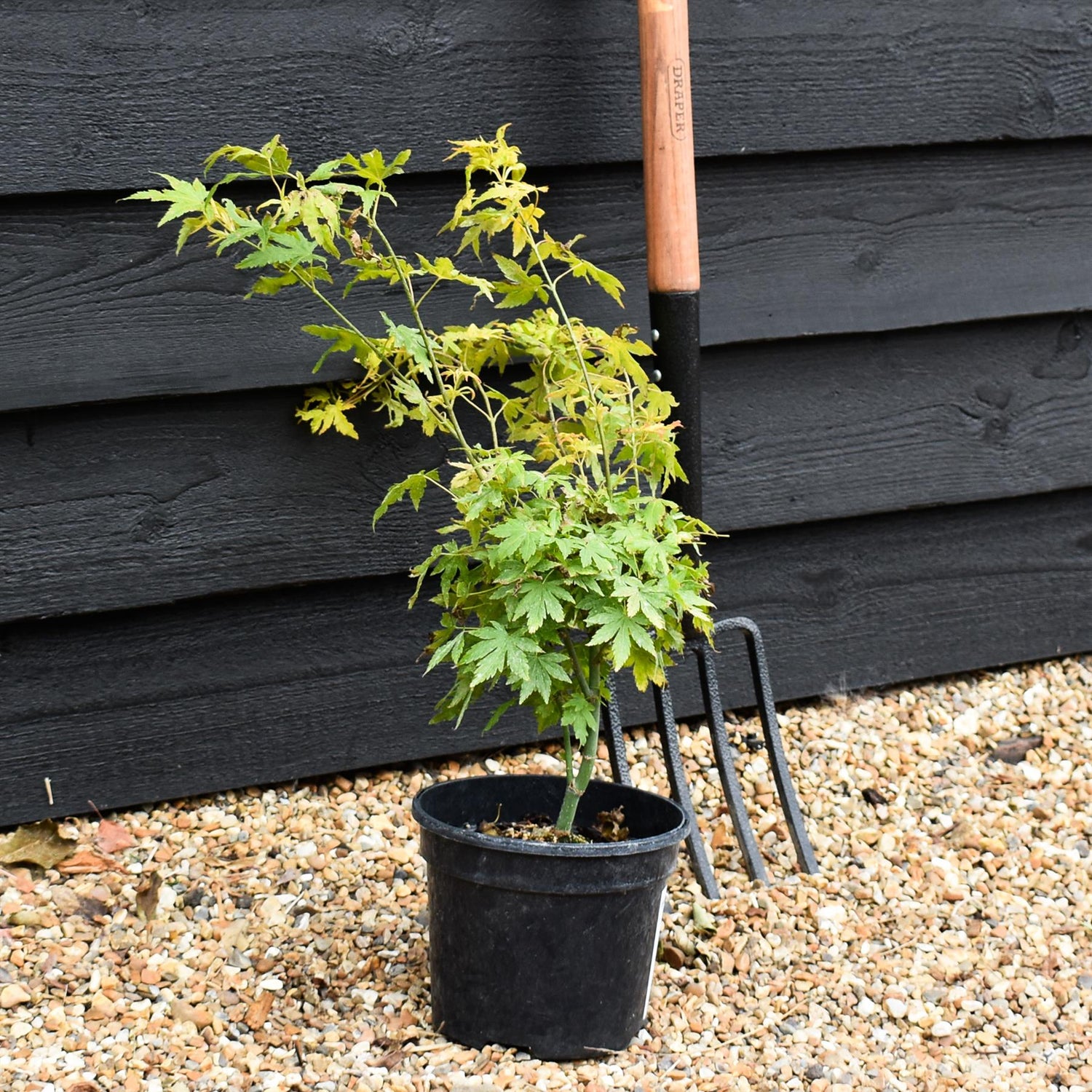 Acer palmatum 'Orange Dream' | Japanese Maple - Bushy - 20-40cm - 3lt