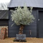 Olive Tree | Olea Europea - Specimen 23A - Gnarly Girth 120 - Trunk height 130cm - Height 250-270cm - 285lt