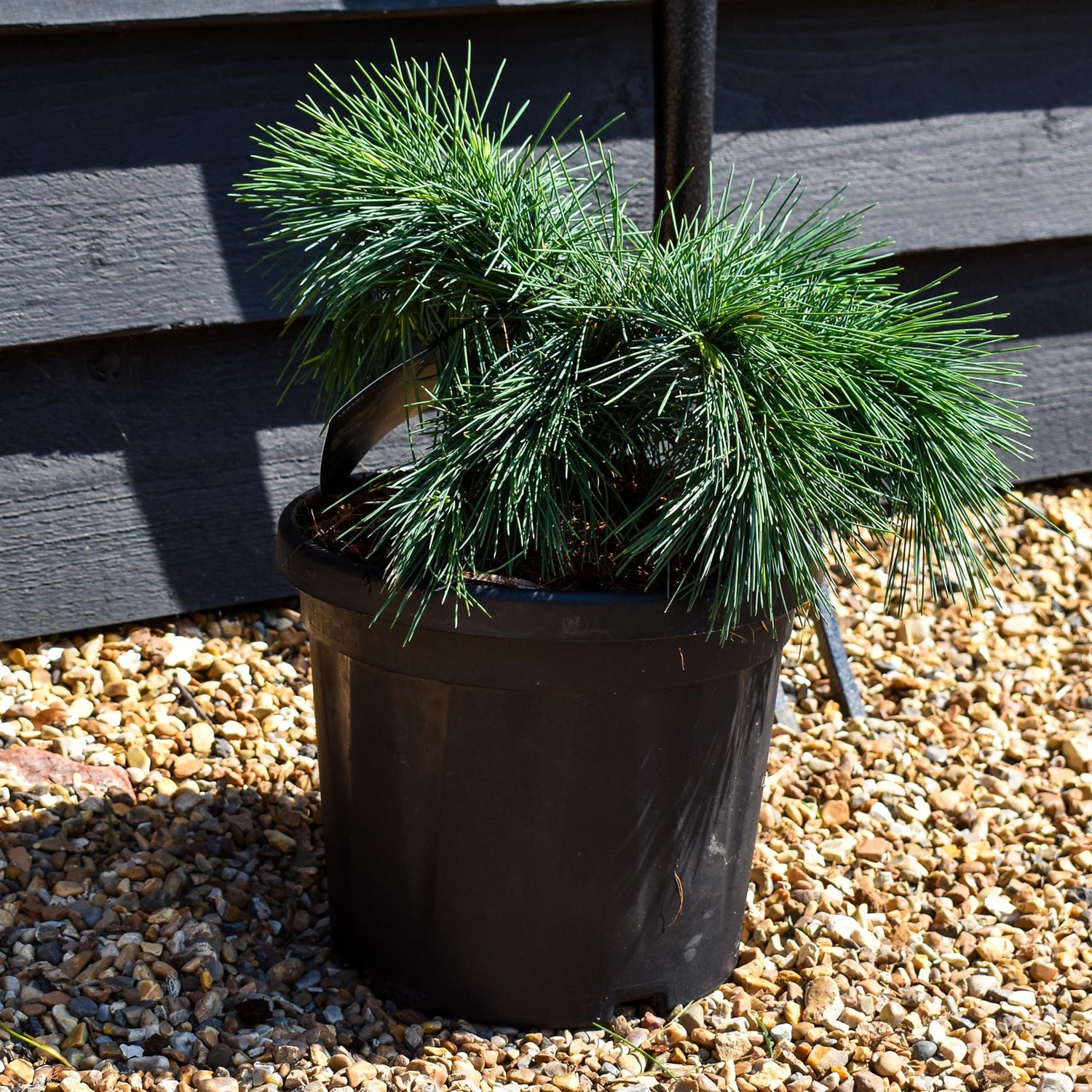 Cedrus libani 'Hedgehog' | Cedar of Lebanon 'Hedgehog'  - Height 20-30cm - Width 30-40cm - 6lt