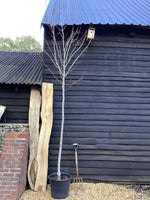 Acer Rubrum Red Sunset | Red Sunset Maple - 280-310cm, 50lt