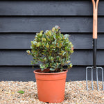 Photinia x fraseri Little Red Robin - Bush - Height 40-50cm - 9lt