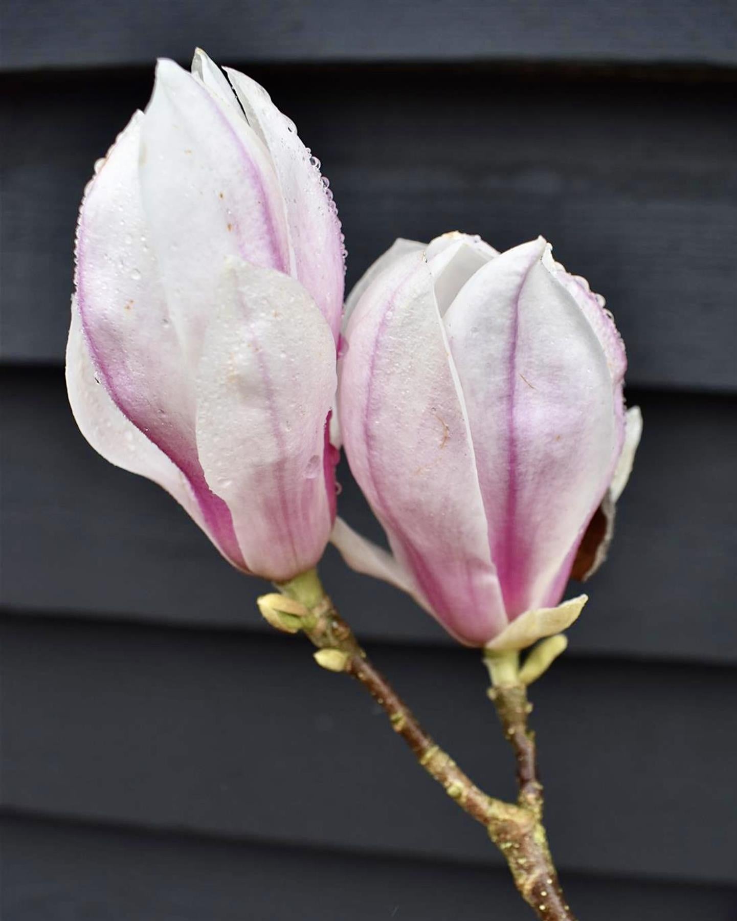 Magnolia x soulangeana | Saucer magnolia - 10lt