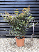 Acer palmatum 'Bloodgood' | Japanese maple 'Bloodgood' - 100-150cm - 30lt