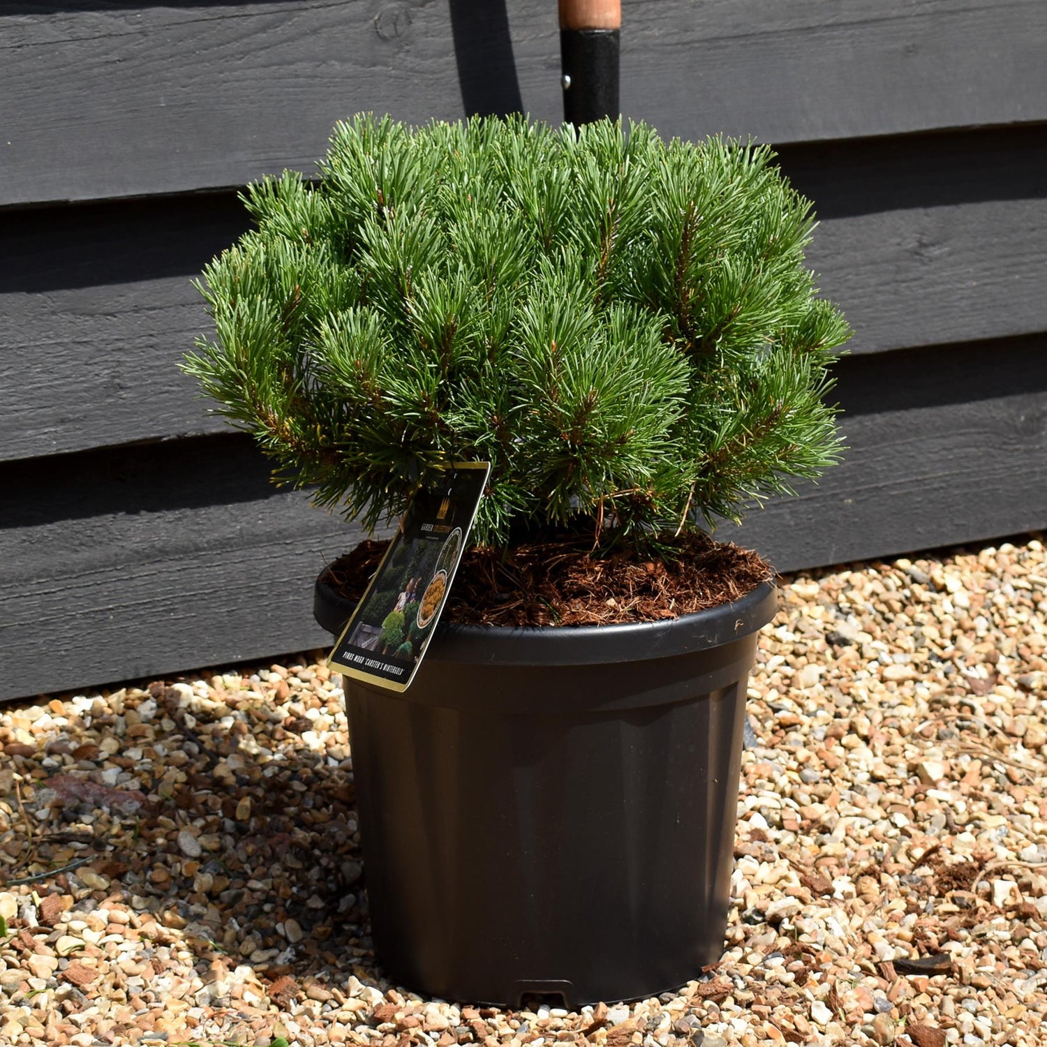 Pinus mugo 'Carsten's Wintergold' | Dwarf mountain pine - Height 30cm - Width 20cm - 6lt