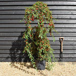 Cotoneaster 'Hybridus Pendulus' | Weeping Cotoneaster - 150-180cm, 10lt