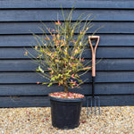 Winged Spindle Tree | Euonymus Alatus - Height 90-110cm - 25lt