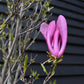 Magnolia Susan - Bush - 220-260cm - 90lt