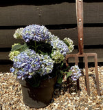 Hydrangea Original Mophead - Blue | Hydrangea 20-30cm - 5lt
