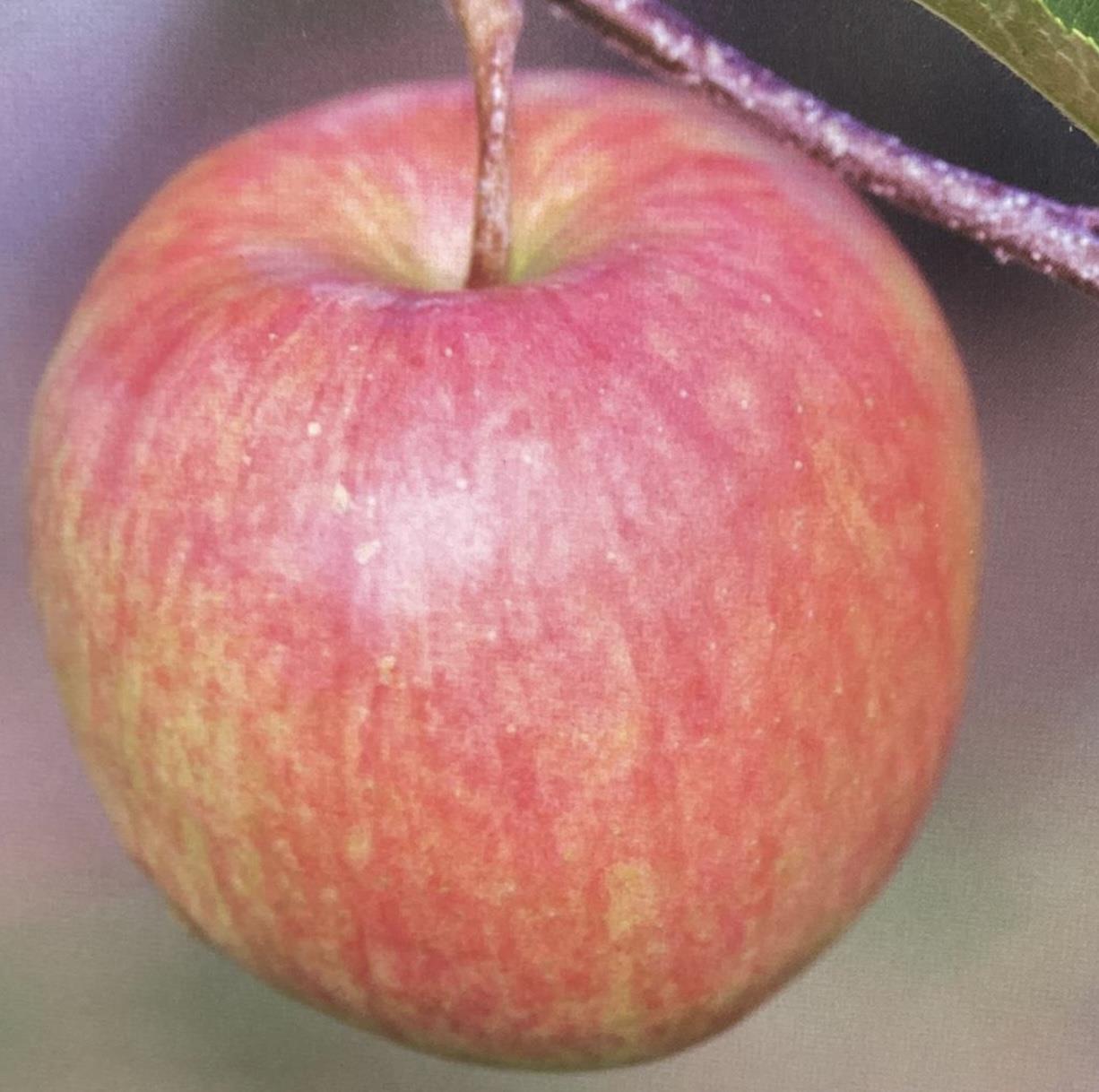 Apple tree 'Red Falstaff' | Malus domestica - M26 - Dwarfing - 140-150cm - 10lt