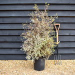 Pittosporum 'Silver Magic' - Height 110-120cm -12lt