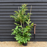 Sweet Chestnut | Castanea sativa - Multistem - Height 150-200cm - 12lt