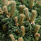 Pinus mugo 'Sherwood Compact' | Dwarf mountain pine - Height 30-40cm - Width 20cm - 10lt