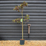 Albizia Julibrissin Summer Chocolate | Silk Tree - Height 160-180cm - 12lt