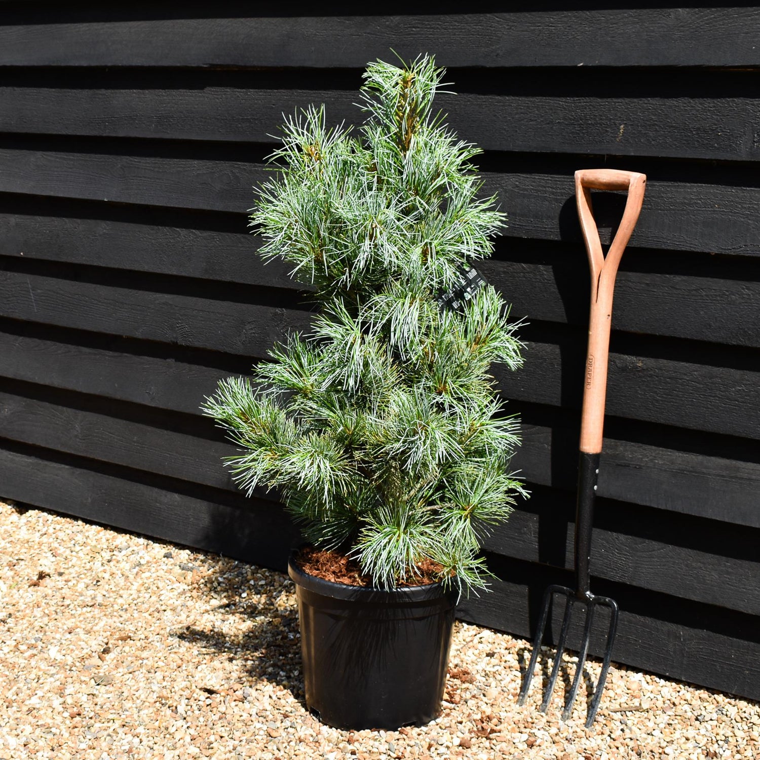 Pinus koraiensis 'Silveray' | Korean pine - Height 90-100cm - Width 70-80cm - 18lt