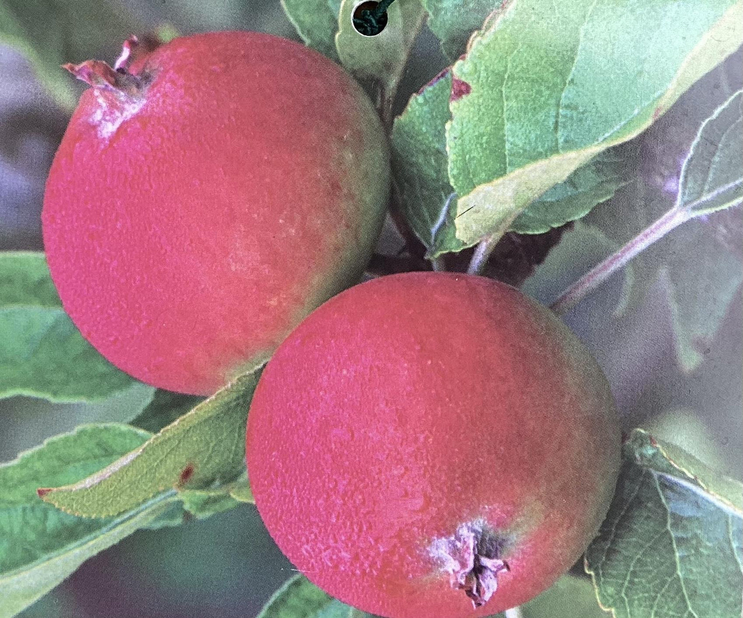 Apple tree 'Laxton's Superb' | Malus domestica - TM26 - Dwarfing - 140-150cm - 10lt