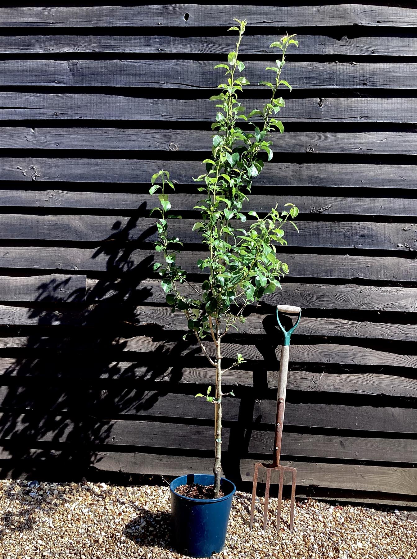 Pear 'Concorde' | Pyrus communis 'Concorde' - 150-170cm - 12lt