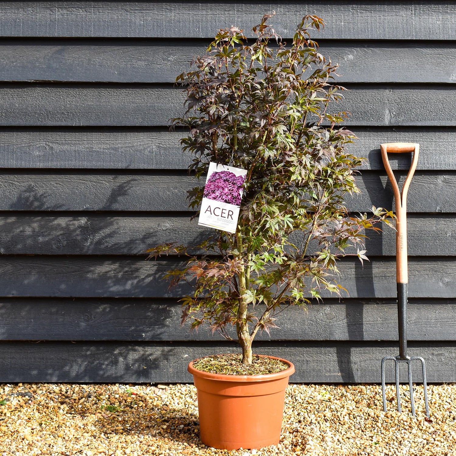 Acer palmatum 'Bloodgood' | Japanese maple 'Bloodgood' - Bushy - Height 100-140cm - 15lt