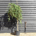Cotoneaster 'Hybridus Pendulus' - Weeping Tree - Height 160-180cm - 50lt