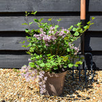 Syringa meyeri 'Palibin' - Shrub - 20-40cm - 5lt
