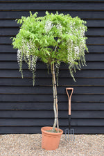 Wisteria sinensis | Chinese wisteria - 150-160cm - 6-10cm - Half Std - 25lt