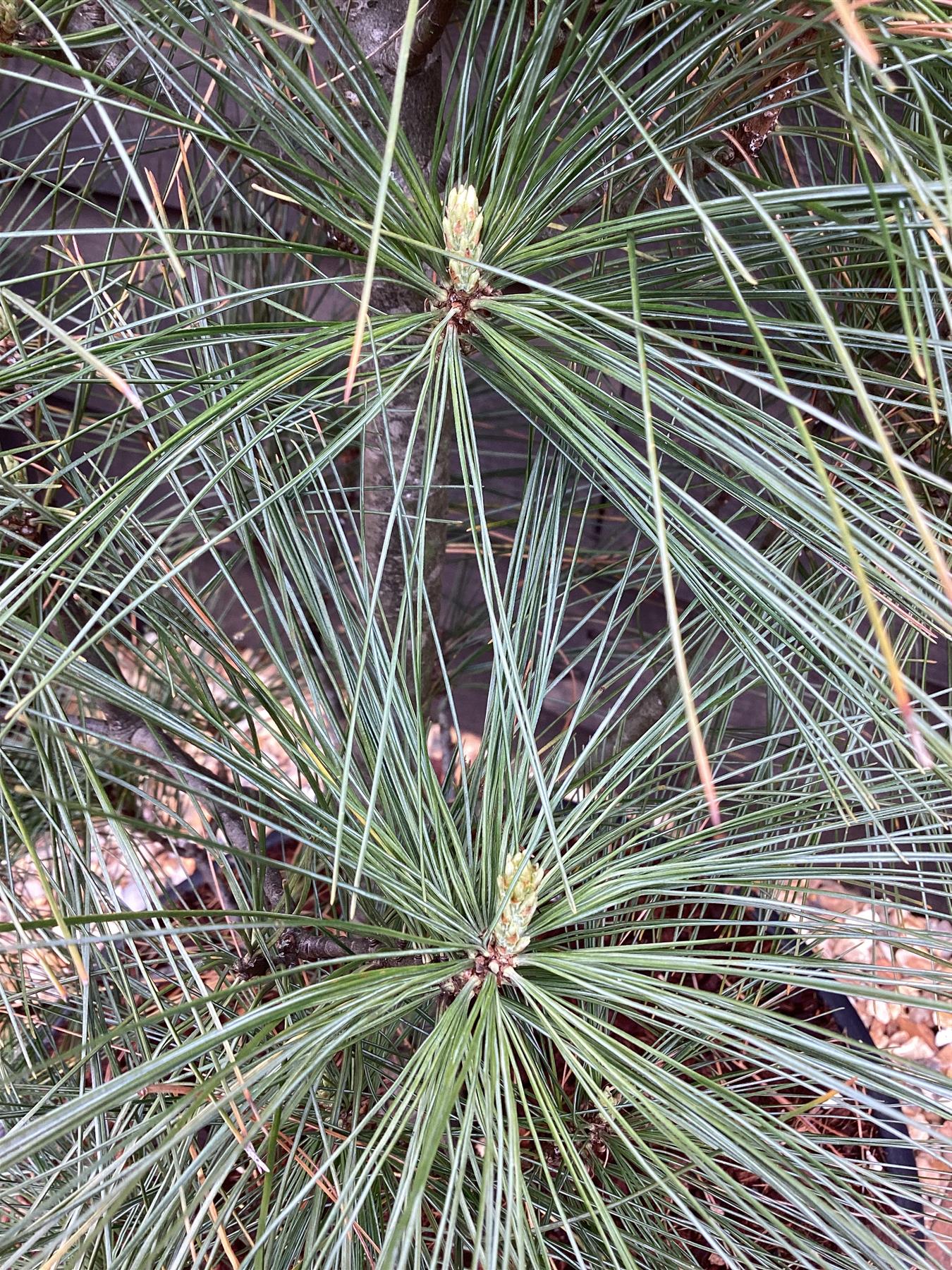 Pinus strobus 'Fastigiata' | Columnar Eastern White Pine - 100-120cm - 20lt