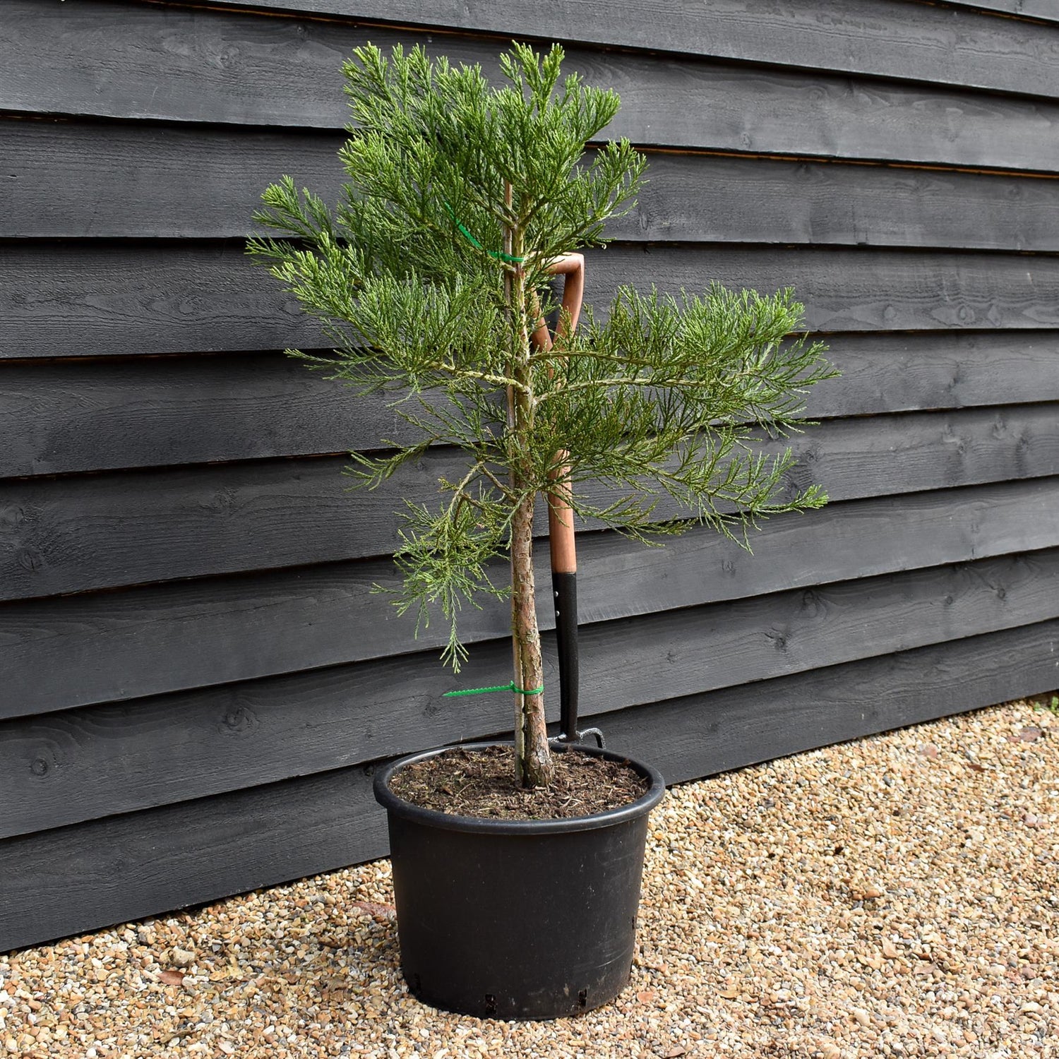 Sequoiadendron giganteum | giant redwood |  Sequoia | - Height 90cm - Width 80-90cm - 12lt