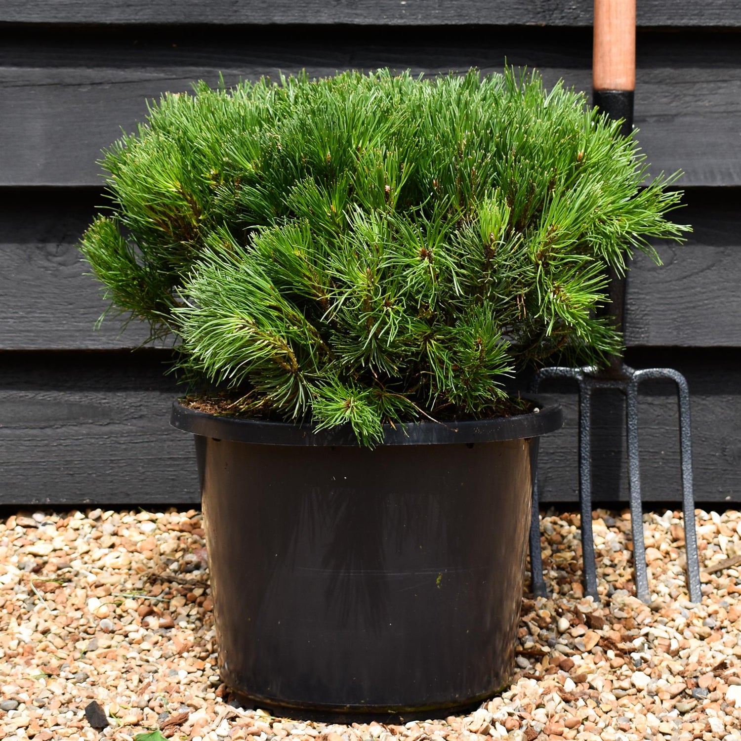 Pinus mugo 'Pumilio' | Dwarf mountain pine - Width 40-50cm - Height 20-40cm -12lt
