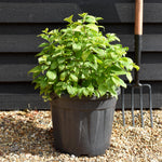 Philadelphus Coronarius Aureus - 40-50cm - 18lt