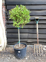 Viburnum tinus Eve Price | Laurustinus 'Eve Price' - 1/4 std Clear Stem - 60-80cm, 20lt