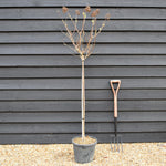 Hydrangea paniculata 'Polar Bear' - Clear Stem 90-100cm - Height 140-160cm - 15lt