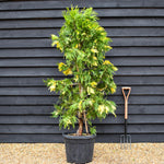 Calocedrus deodara variagata | incense cedar - Height 170-180cm - 45lt