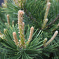 Pinus mugo 'Gnom' | Dwarf mountain pine - Height 55-65cm - Width 40-50cm - 11lt