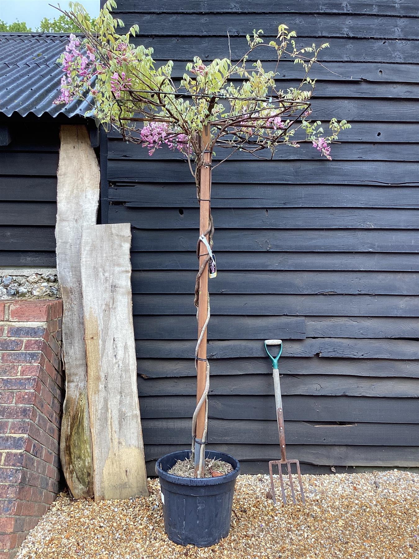 Wisteria brachybotrys 'Showa-beni' Umbrella | Silky Wisteria 'Showa-beni' - 250cm, 45lt