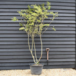Prunus Subhirtella Autumnalis - Shrub Height 220-250cm - 60lt