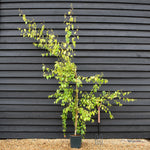 Betula pendula Golden Beauty | Golden Birch Tree - Height 230-260cm - 10lt