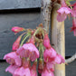 Prunus 'Kiku-shidare-zakura' Sakura | Japanese Weeping - 180-200cm - 10lt