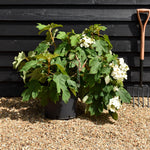 Hydrangea quercifolia | Oak-leaved hydrangea - 60-80cm, 20lt