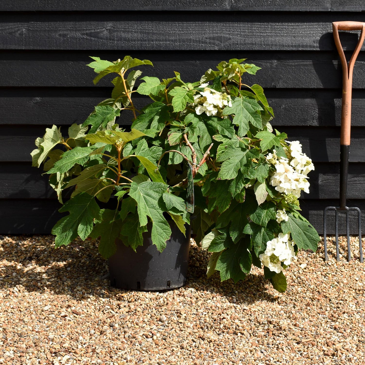 Hydrangea quercifolia | Oak-leaved hydrangea - 60-80cm, 20lt