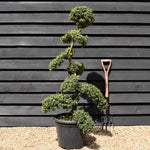 Ilex crenata 'Kinme' - Bonsai - Cloud - Height 130-150cm - 30lt